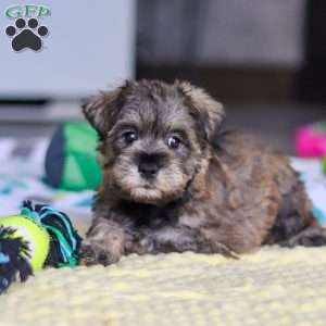 Josie, Miniature Schnauzer Puppy